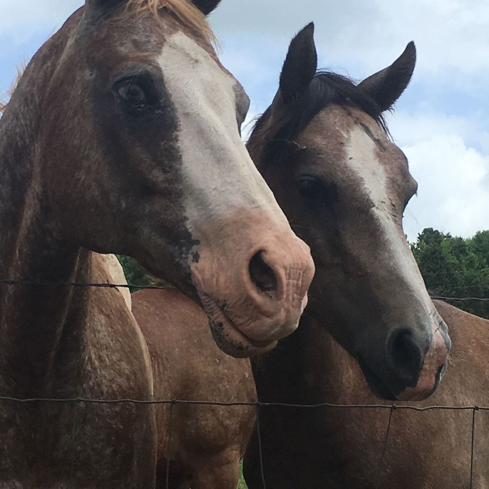 Meet your Posher, Veronica